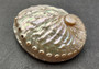 Pearled Oval Abalone - Haliotis Ovina - (3 shells 2.25-3.25 inch). Three white shiny shells with open holes along one edge. Copyright 2022 SeaShellSupply.com.