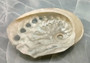 Large Seashell Assorted Ocean Mix - (approx. 1 Kilogram/2.2 lbs. 1-4 inches). Multiple different colored shells in a pile. Copyright 2022 SeaShellSupply.com.