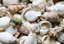 Drilled Seashell Assorted Mix (approx. 1 pound 60-80 shells .75-2 inches). Multiple brown and white spiral ribbed shells in multiple different shapes and sizes. Copyright 2022 SeaShellSupply.com.