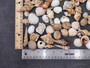Drilled Seashell Assorted Mix (approx. 1 pound 60-80 shells .75-2 inches). Multiple brown and white spiral ribbed shells in multiple different shapes and sizes. Copyright 2024 SeaShellSupply.com.