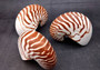 Natural Nautilus Seashell - Nautilus Pompilius - (1 shell approx. 5-6 inches). One brown and white striped spiral shell. Copyright 2024 Seashellsupply.com
