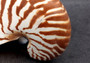 Natural Nautilus Seashell - Nautilus Pompilius - (1 shell approx. 5-6 inches). One brown and white striped spiral shell. Copyright 2024 Seashellsupply.com
