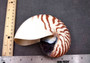 Natural Nautilus Seashell - Nautilus Pompilius - (1 shell approx. 5-6 inches). One brown and white striped spiral shell. Copyright 2024 Seashellsupply.com