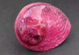 Polished Pink Midas Abalone - Haliotis Midae - (1 shell approx. 5-6 inches). One pink spiral glazed shell with wide opening and small spiral off to one side.Copyright 2022 SeaShellSupply.com.