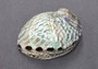 Polished Pink Abalone (5-6\") Haliotis Corrugata. Spiral shell with ribbing along one edge and a spiral shape. Copyright 2022 SeaShellSupply.com .