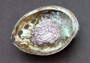Polished Pink Abalone (5-6\") Haliotis Corrugata. Spiral shell with ribbing along one edge and a spiral shape. Copyright 2022 SeaShellSupply.com .