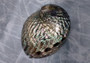 Polished Pink Abalone (5-6\") Haliotis Corrugata. Spiral shell with ribbing along one edge and a spiral shape. Copyright 2022 SeaShellSupply.com .
