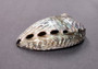 Polished Pink Abalone (5-6\") Haliotis Corrugata. Spiral shell with ribbing along one edge and a spiral shape. Copyright 2022 SeaShellSupply.com .