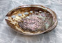 Polished Pink Abalone (5-6\") Haliotis Corrugata. Spiral shell with ribbing along one edge and a spiral shape. Copyright 2022 SeaShellSupply.com .