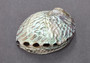 Polished Silver Pink Abalone Seashell (1 shell approx. 5+ inches) Shiny Haliotis Corrugata Abalone Shell for smudging décor & collecting!