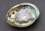 Polished Silver Pink Abalone Seashell (1 shell approx. 5+ inches) Shiny Haliotis Corrugata Abalone Shell for smudging décor & collecting!