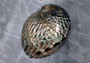Polished Silver Pink Abalone Seashell (1 shell approx. 5+ inches) Shiny Haliotis Corrugata Abalone Shell for smudging décor & collecting!