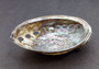 Polished Silver Pink Abalone Seashell (1 shell approx. 5+ inches) Shiny Haliotis Corrugata Abalone Shell for smudging décor & collecting!