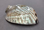 Polished Silver Pink Abalone Seashell (1 shell approx. 5+ inches) Shiny Haliotis Corrugata Abalone Shell for smudging décor & collecting!