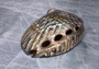 Polished Silver Pink Abalone Seashell (1 shell approx. 5+ inches) Shiny Haliotis Corrugata Abalone Shell for smudging décor & collecting!