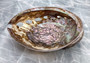Polished Silver Pink Abalone Seashell (1 shell approx. 5+ inches) Shiny Haliotis Corrugata Abalone Shell for smudging décor & collecting!