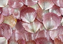 Sun & Moon Brown Zig Zag Polished Scallop Seashells - (10 shells approx. 3 inches). Multiple different shaded shells in a pile. Copyright 2022 SeaShellSupply.com.