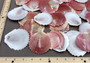 Sun & Moon Brown Zig Zag Polished Scallop Seashells - (10 shells approx. 3 inches). Multiple different shaded shells in a pile. Copyright 2022 SeaShellSupply.com.