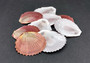 Sun and Moon Scallop Seashells Polished Pink Purple Brown Zig Zag (10 shells approx. 3+ inches) Great quality for arts crafts & collecting!