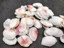 Light Pink Rose Tellin Halves (30 shells approx. 1-2 inches). Light pink shells in a pile. Copyright 2022 SeaShellSupply.com.