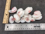 Light Pink Rose Tellin Halves (30 shells approx. 1-2 inches). Light pink shells in a pile. Copyright 2022 SeaShellSupply.com.