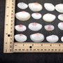Rose Petal Tellin Seashell Halves Pink Eurytellina Lineata (Approx. 20 HALF shells 1+ inches) Rose Pink Tellin Shells for arts & crafts!