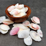 Rose Petal Tellin Seashell Halves Pink Eurytellina Lineata (Approx. 20 HALF shells 1+ inches) Rose Pink Tellin Shells for arts & crafts!