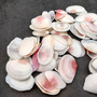 Rose Petal Tellin Seashell Halves Pink Eurytellina Lineata (Approx. 20 HALF shells 1+ inches) Rose Pink Tellin Shells for arts & crafts!