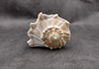 Lightning Whelk - Busycon Contrarium - (1 shell approx. 6-7 inches). One grey and white spiral shell with medium sized opening. Copyright 2022 SeaShellSupply.com.