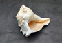 Lightning Whelk - Busycon Contrarium - (1 shell approx. 6-7 inches). One grey and white spiral shell with medium sized opening. Copyright 2022 SeaShellSupply.com.