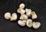 Pearlized Turbo Seashells (10 pcs.). Pile of spiral white glazed shells with medium sized openings. Copyright 2025 SeaShellSupply.com.