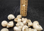 Pearlized Turbo Seashells (10 pcs.). Pile of spiral white glazed shells with medium sized openings. Copyright 2025 SeaShellSupply.com.