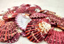 Royal Cloak Scallop Seashells - Pecten Pallium - (10 shells approx. 1-1.5 Inches) Pile of different shades of pink ribbed shells. Copyright 2025 SeaShellSupply.com.