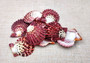 Royal Cloak Scallop Seashells - Pecten Pallium - (10 shells approx. 1-1.5 Inches) Pile of different shades of pink ribbed shells. Copyright 2025 SeaShellSupply.com.