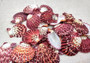 Royal Cloak Scallop Seashells - Pecten Pallium - (10 shells approx. 1-1.5 Inches) Pile of different shades of pink ribbed shells. Copyright 2025 SeaShellSupply.com.