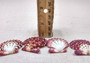 Royal Cloak Scallop Seashells - Pecten Pallium - (10 shells approx. 1-1.5 Inches) Pile of different shades of pink ribbed shells. Copyright 2025 SeaShellSupply.com.