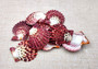 Royal Cloak Scallop Seashells Red Purple Pecten Pallium (10 shells approx. 1.5+ inches) Colorful Scallop shells for crafts jewelry & decor!