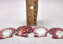Royal Cloak Scallop Seashells Red Purple Pecten Pallium (10 shells approx. 1.5+ inches) Colorful Scallop shells for crafts jewelry & decor!