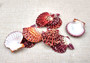 Royal Cloak Scallop Seashells - Pecten Pallium - (10 shells approx. 1-1.5 Inches) Pile of different shades of pink ribbed shells. Copyright 2025 SeaShellSupply.com.