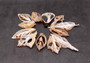XL Assorted Sliced/Center Cut Seashells (3 shells approx. 4-5 inches). multiple thin cut spiral shells with holes, groups of three. Copyright 2024 SeaShellSupply.com.