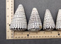 Leopard Cone Seashell Conus Leopardus (1 shell approx. 3+ inches) Cone shell great for coastal arts and crafts! Copyright 2025 SeaShellSupply.com.