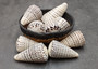 Leopard Cone Seashell Conus Leopardus (1 shell approx. 3+ inches) Cone shell great for coastal arts and crafts! Copyright 2025 SeaShellSupply.com.