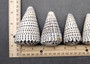 Leopard Cone Seashell Conus Leopardus (1 shell approx. 3+ inches) Cone shell great for coastal arts and crafts! Copyright 2025 SeaShellSupply.com.