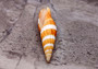 Compressed Miter Seashell - Mitra Compressum - (1 shell approx. 2-2.25 inches). Spiral orange and white shell with some brown detailing and ribbing. Copyright 2022 SeaShellSupply.com.