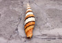Compressed Miter Seashell - Mitra Compressum - (1 shell approx. 2-2.25 inches). Spiral orange and white shell with some brown detailing and ribbing. Copyright 2022 SeaShellSupply.com.