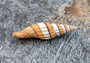 Compressed Miter Seashell - Mitra Compressum - (1 shell approx. 2-2.25 inches). Spiral orange and white shell with some brown detailing and ribbing. Copyright 2022 SeaShellSupply.com.