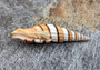 Compressed Miter Seashell - Mitra Compressum - (1 shell approx. 2-2.25 inches). Spiral orange and white shell with some brown detailing and ribbing. Copyright 2022 SeaShellSupply.com.