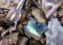 Pink Abalone Seashell Bulk Chips (Approx. 1 pound 900+ chips 0.25+ inches) Small Pink Abalone Shell Fragments for arts crafts & décor!