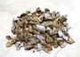 Pink Abalone Seashell Bulk Chips (Approx. 1 pound 900+ chips 0.25+ inches) Small Pink Abalone Shell Fragments for arts crafts & décor!