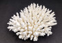 Table Coral Cluster - Acropora Latistella - (1 coral cluster approx. 7-10 inches). White coral bunch with little bubbly arms branching out from all directions, very full.Copyright 2022 SeaShellSupply.com.


